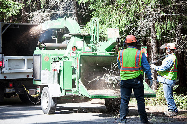 How Our Tree Care Process Works  in  Mays Chapel, MD